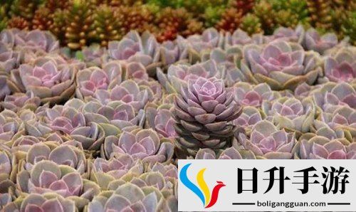 皇家共享小公主多肉植物养护指南，家居环境如何营造，精心养护原则和简易技巧