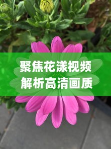 聚焦花漾视频 解析高清画质与丰富内容的完美融合，赋予生活更多色彩 如何打造视觉盛宴