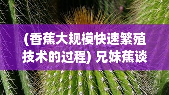 (香蕉大规模快速繁殖技术的过程) 兄妹蕉谈：从种植到市场，揭秘香蕉生产线的全过程及经济价值