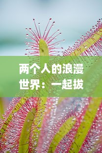 两个人的浪漫世界：一起拔萝卜，一起欢笑，共创属于我们的甜蜜生活与猴子 v1.9.9下载