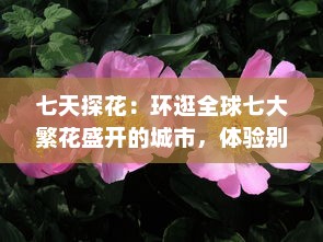 七天探花：环逛全球七大繁花盛开的城市，体验别样的花朵文化之旅