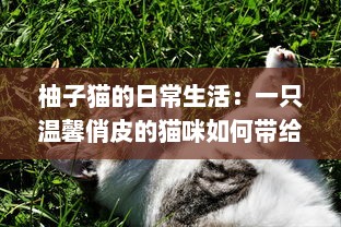 柚子猫的日常生活：一只温馨俏皮的猫咪如何带给我们无尽的幸福感 v0.6.9下载