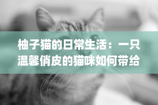 柚子猫的日常生活：一只温馨俏皮的猫咪如何带给我们无尽的幸福感