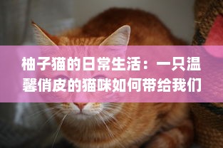 柚子猫的日常生活：一只温馨俏皮的猫咪如何带给我们无尽的幸福感