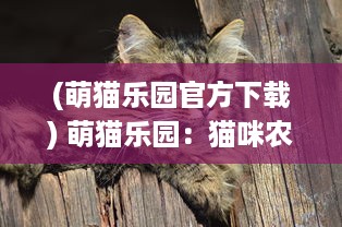 (萌猫乐园官方下载) 萌猫乐园：猫咪农场 的动物照顾与心灵疗愈之旅