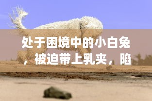 处于困境中的小白兔，被迫带上乳夹，陷入无尽的调教游戏 v7.8.9下载