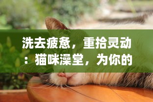 洗去疲惫，重拾灵动：猫咪澡堂，为你的爱猫提供专业温馨的清洁护理服务