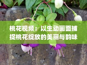 桃花视频：以生动画面捕捉桃花绽放的美丽与韵味，为您带来视觉与感觉的双重享受 v7.1.7下载