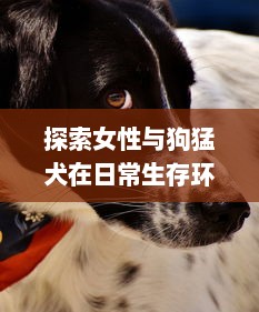 探索女性与狗猛犬在日常生存环境中交流的平衡：以实验为基础的69种独特交互视角解析