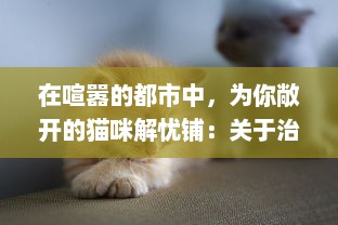 在喧嚣的都市中，为你敞开的猫咪解忧铺：关于治愈生活压力的呢喃小店