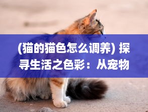 (猫的猫色怎么调养) 探寻生活之色彩：从宠物色猫的独特肤色理解遗传物理学的奥秘