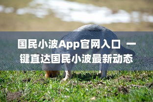 国民小波App官网入口  一键直达国民小波最新动态，探索独家福利 Hello, Future!