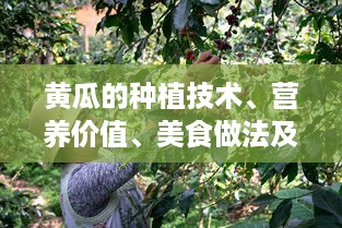 黄瓜的种植技术、营养价值、美食做法及其在美容行业的应用研究