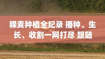 稞麦种植全纪录 播种、生长、收割一网打尽 跟随稞麦视频，探索农耕文化的奥秘。