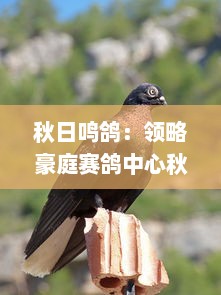 秋日鸣鸽：领略豪庭赛鸽中心秋棚大棚里的鸽鸣斗艳盛况 v4.4.2下载