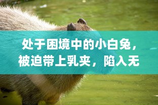 处于困境中的小白兔，被迫带上乳夹，陷入无尽的调教游戏 v0.3.2下载