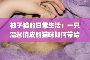 柚子猫的日常生活：一只温馨俏皮的猫咪如何带给我们无尽的幸福感 v3.4.8下载