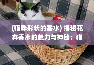 (猫咪形状的香水) 揭秘花卉香水的魅力与神秘：猫咪的特殊视角和感知