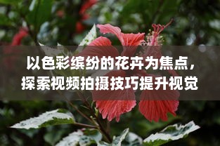 以色彩缤纷的花卉为焦点，探索视频拍摄技巧提升视觉冲击力的4个实用技巧 v0.2.1下载