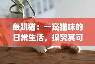 轰趴猫：一窥猫咪的日常生活，探究其可爱动作背后隐藏的科学奥秘