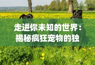 走进你未知的世界：揭秘疯狂宠物的独特习性和无限魅力