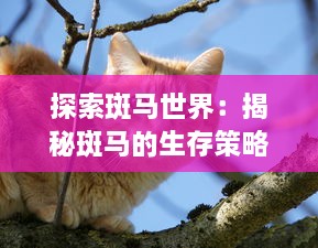 探索斑马世界：揭秘斑马的生存策略、群居习性及其在生态环境中的重要作用 v6.7.0下载