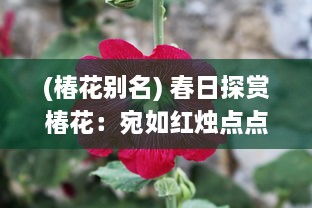 (椿花别名) 春日探赏椿花：宛如红烛点点，描绘出生命的讴歌与繁华盛景