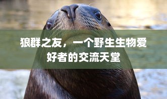 狼群之友，一个野生生物爱好者的交流天堂