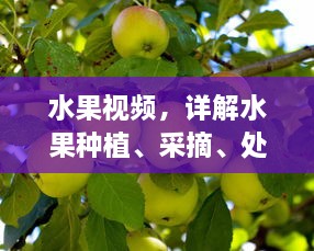 水果视频，详解水果种植、采摘、处理以及健康食用全过程的专业指导